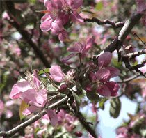 Apple blossoms Apple cider vinegar benefits