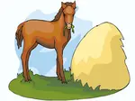 Horse eating hay