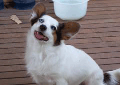 Rescued Maltese X Dog