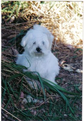 our fearless Bronson