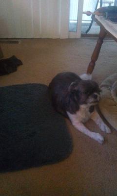 Princess Shih Tzu de 9 ans