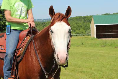 This is my 5 year old Gunner gelding, Gunny.  