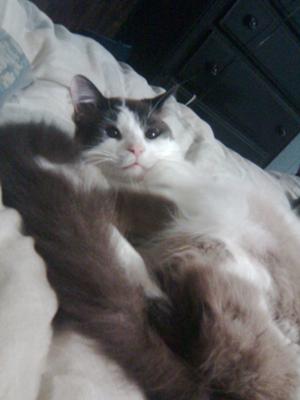 Je l'aime tellement plus maintenant qu'il ne délimine plus son territoire