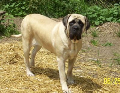 Après le vinaigre de cidre de pomme