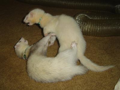 session de jeu entre les ferrets Simon, l'albinos, et Skipper