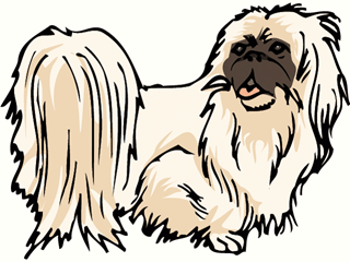 shihtzu