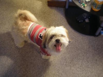 Mr. Cuddles in his Rugby Uniform