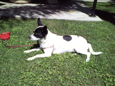 Mimi -- Toy Fox Terrier