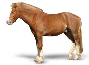 horse horse